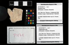 Foto (Objekt + Etikett) von Galatheoidea indet.  (NHMW-GEO-2014-0194-0171)